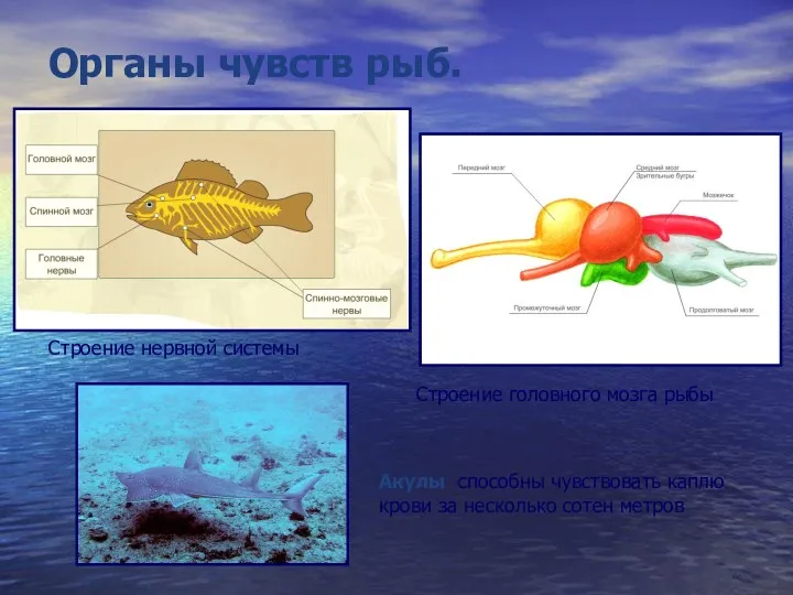 Органы чувств рыб. Акулы способны чувствовать каплю крови за несколько