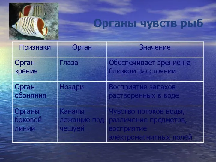 Органы чувств рыб