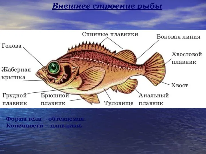 Внешнее строение рыбы Форма тела – обтекаемая. Конечности – плавники.