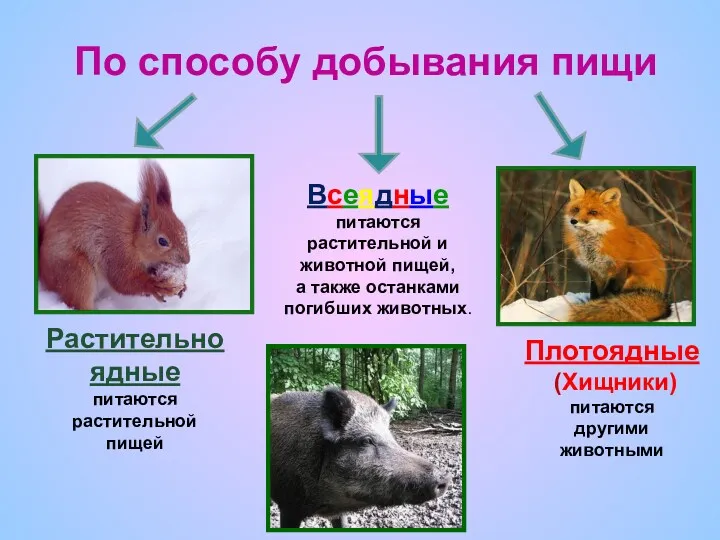 По способу добывания пищи Растительно ядные питаются растительной пищей Всеядные