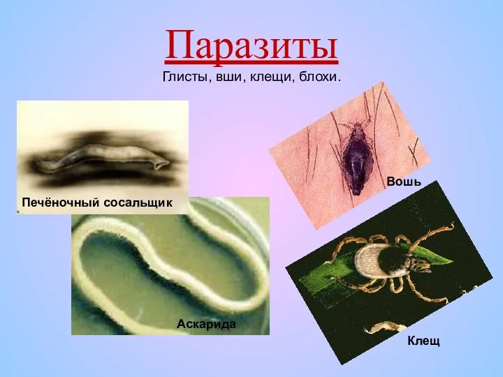 Печёночный сосальщик Аскарида Паразиты Глисты, вши, клещи, блохи. Клещ Вошь