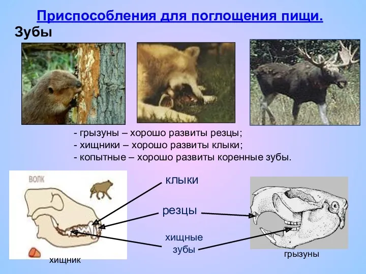 Приспособления для поглощения пищи. Зубы хищник грызуны резцы клыки хищные