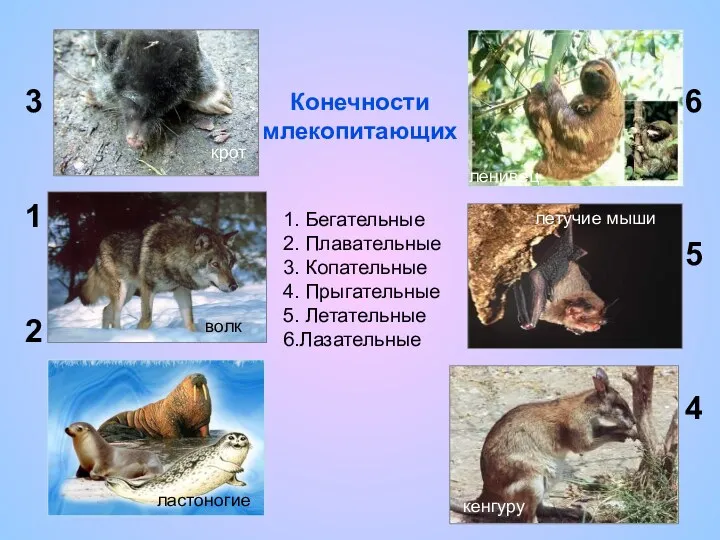 1. Бегательные 2. Плавательные 3. Копательные 4. Прыгательные 5. Летательные