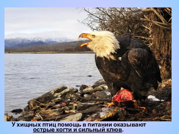 У хищных птиц помощь в питании оказывают острые когти и сильный клюв.