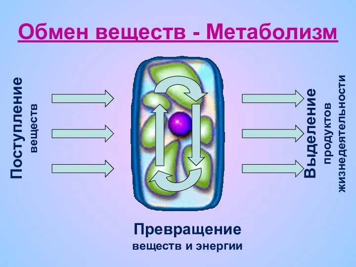 Обмен веществ - Метаболизм