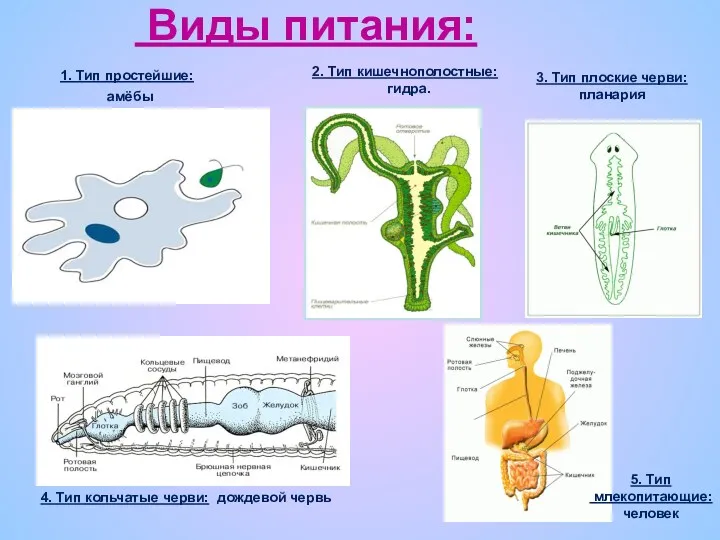 Виды питания: 1. Тип простейшие: амёбы 2. Тип кишечнополостные: гидра.