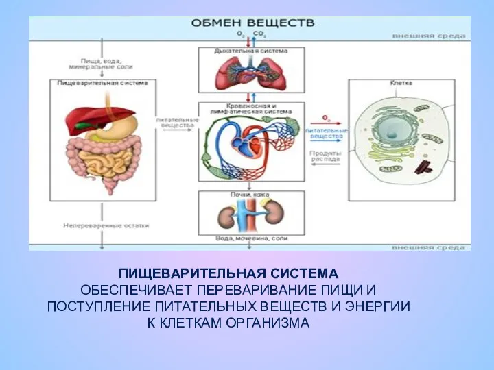 ПИЩЕВАРИТЕЛЬНАЯ СИСТЕМА ОБЕСПЕЧИВАЕТ ПЕРЕВАРИВАНИЕ ПИЩИ И ПОСТУПЛЕНИЕ ПИТАТЕЛЬНЫХ ВЕЩЕСТВ И ЭНЕРГИИ К КЛЕТКАМ ОРГАНИЗМА