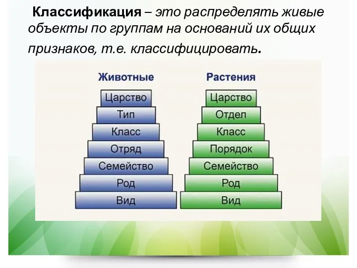 Классификация – это распределять живые объекты по группам на оснований их общих признаков, т.е. классифицировать.