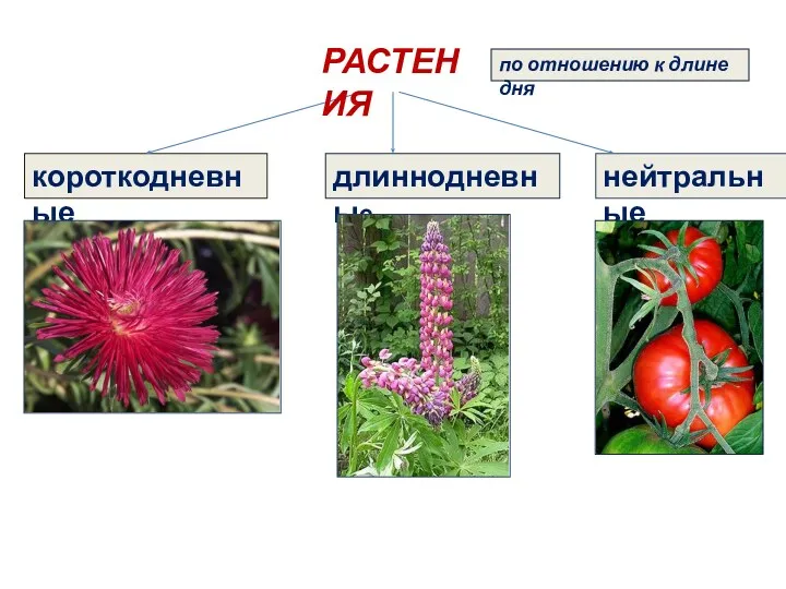 короткодневные длиннодневные нейтральные по отношению к длине дня РАСТЕНИЯ