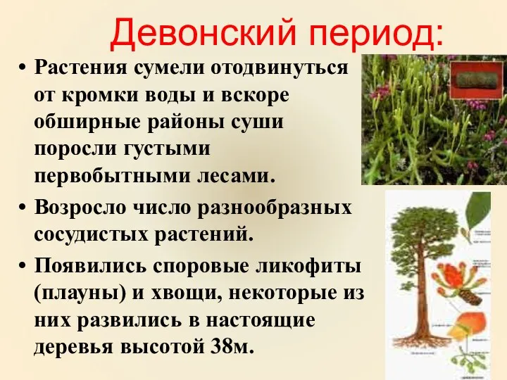 Девонский период: Растения сумели отодвинуться от кромки воды и вскоре