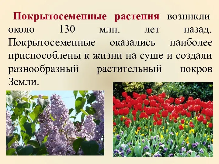 Покрытосеменные растения возникли около 130 млн. лет назад. Покрытосеменные оказались