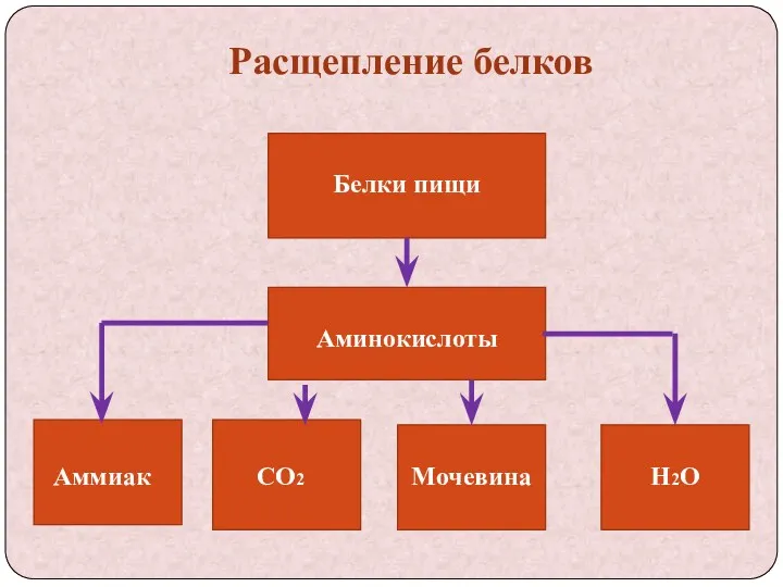 Расщепление белков Белки пищи Аминокислоты Аммиак СО2 Мочевина Н2О