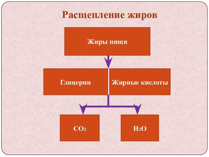 Расщепление жиров Жиры пищи Глицерин Жирные кислоты СО2 Н2О