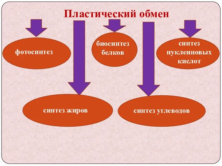 Пластический обмен фотосинтез биосинтез белков синтез нуклеиновых кислот синтез жиров синтез углеводов