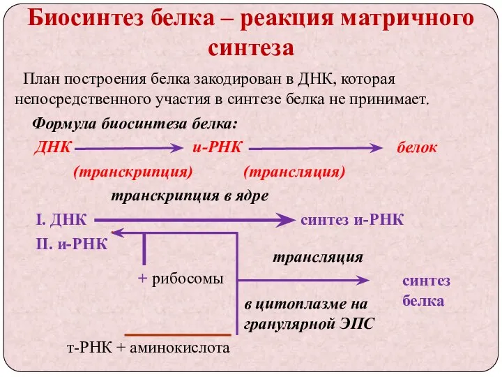 Биосинтез белка – реакция матричного синтеза План построения белка закодирован