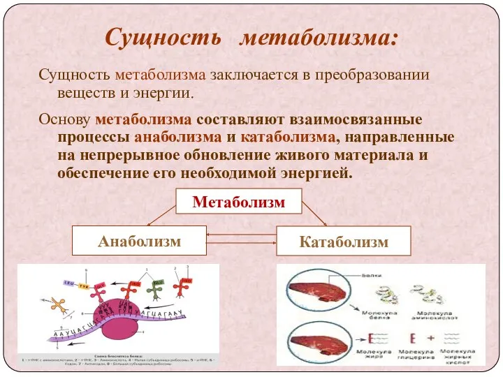 Сущность метаболизма: Сущность метаболизма заключается в преобразовании веществ и энергии.