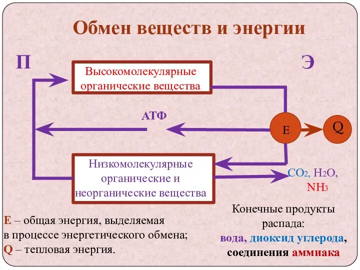 Обмен веществ и энергии П Э АТФ Высокомолекулярные органические вещества