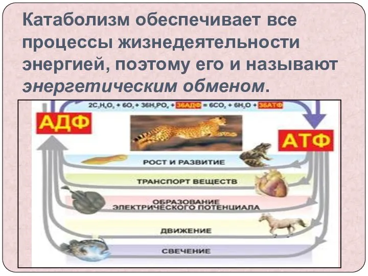 Катаболизм обеспечивает все процессы жизнедеятельности энергией, поэтому его и называют энергетическим обменом.