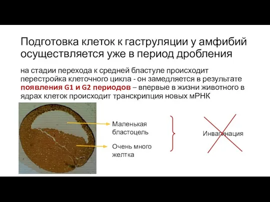 Подготовка клеток к гаструляции у амфибий осуществляется уже в период