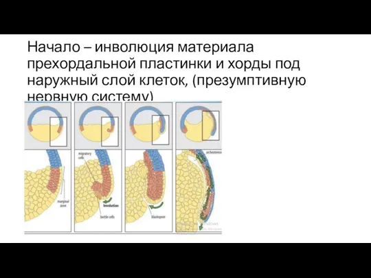 Начало – инволюция материала прехордальной пластинки и хорды под наружный слой клеток, (презумптивную нервную систему)