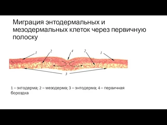 Миграция энтодермальных и мезодермальных клеток через первичную полоску 1 –