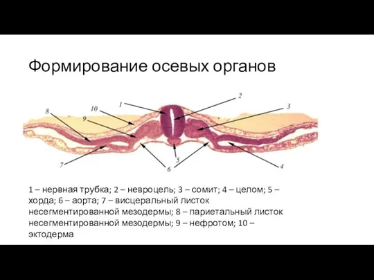 Формирование осевых органов 1 – нервная трубка; 2 – невроцель;