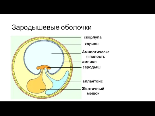 Зародышевые оболочки скорлупа хорион Амниотическая полость амнион зародыш аллантоис Желточный мешок