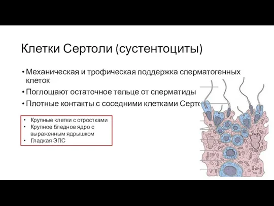 Клетки Сертоли (сустентоциты) Механическая и трофическая поддержка сперматогенных клеток Поглощают