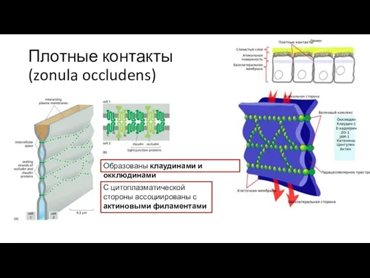 Плотные контакты (zonula occludens) Образованы клаудинами и окклюдинами С цитоплазматической стороны ассоциированы с актиновыми филаментами