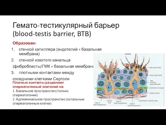 Гемато-тестикулярный барьер (blood-testis barrier, BTB) Образован: стенкой капилляра (эндотелий +