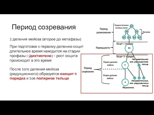 Период созревания 2 деления мейоза (второе до метафазы) При подготовке