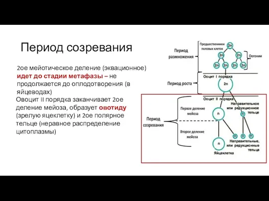 Период созревания 2ое мейотическое деление (эквационное) идет до стадии метафазы