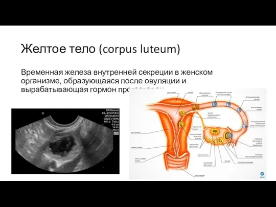 Желтое тело (corpus luteum) Временная железа внутренней секреции в женском