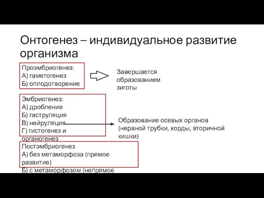 Онтогенез – индивидуальное развитие организма Проэмбриогенез: А) гаметогенез Б) оплодотворение