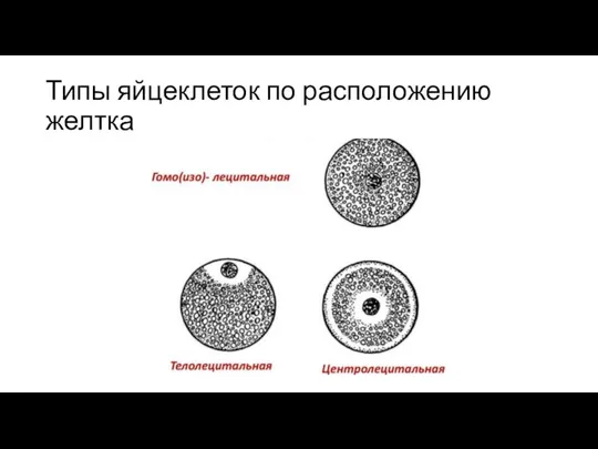 Типы яйцеклеток по расположению желтка