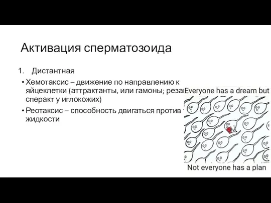 Активация сперматозоида Дистантная Хемотаксис – движение по направлению к яйцеклетки