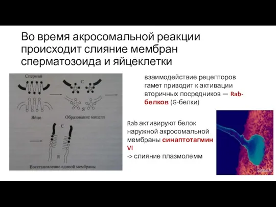 Во время акросомальной реакции происходит слияние мембран сперматозоида и яйцеклетки