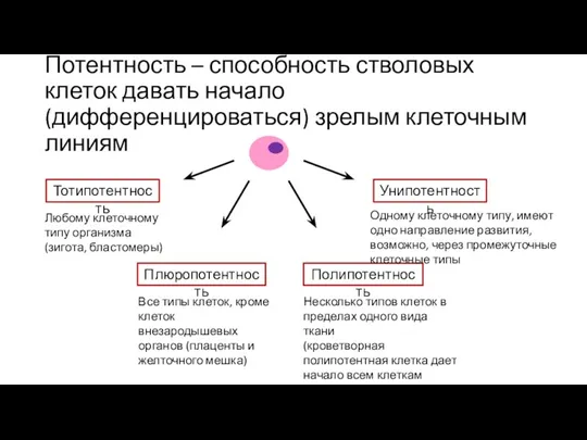 Потентность – способность стволовых клеток давать начало (дифференцироваться) зрелым клеточным