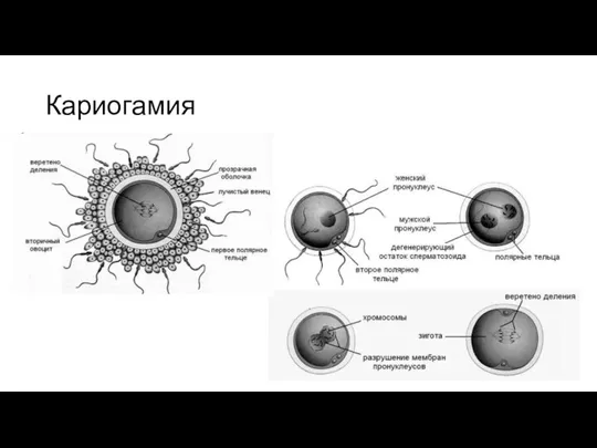 Кариогамия