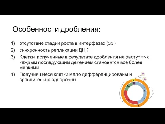 Особенности дробления: отсутствие стадии роста в интерфазах (G1 ) синхронность