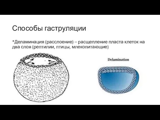 Способы гаструляции *Деламинация (расслоение) – расщепление пласта клеток на два слоя (рептилии, птицы, млекопитающие)