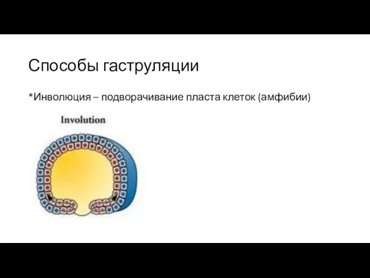 Способы гаструляции *Инволюция – подворачивание пласта клеток (амфибии)