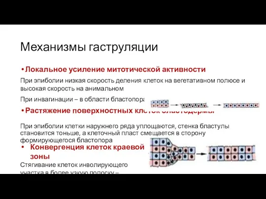 Механизмы гаструляции Локальное усиление митотической активности При эпиболии низкая скорость