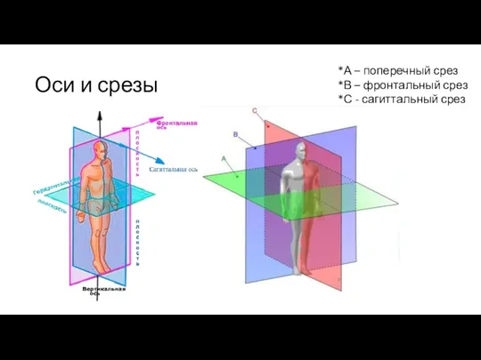 Оси и срезы *А – поперечный срез *В – фронтальный срез *С - сагиттальный срез