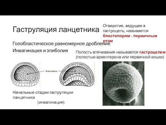 Гаструляция ланцетника Голобластическое равномерное дробление Инвагинация и эпиболия Полость впячивания