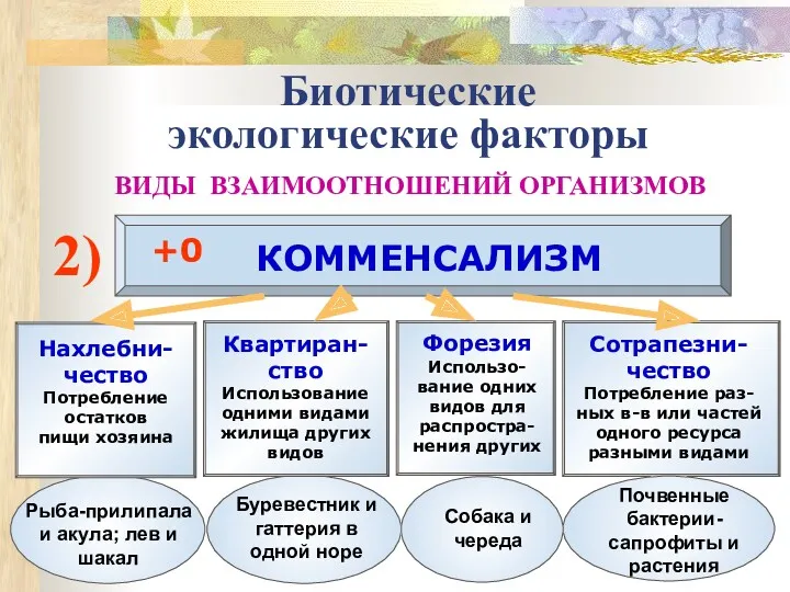 Биотические экологические факторы ВИДЫ ВЗАИМООТНОШЕНИЙ ОРГАНИЗМОВ 2) КОММЕНСАЛИЗМ +0 Нахлебни-чество