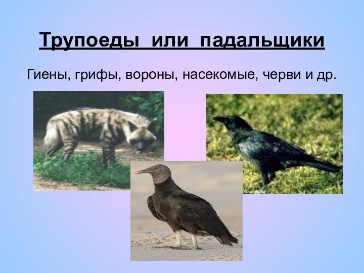 Трупоеды или падальщики Гиены, грифы, вороны, насекомые, черви и др.