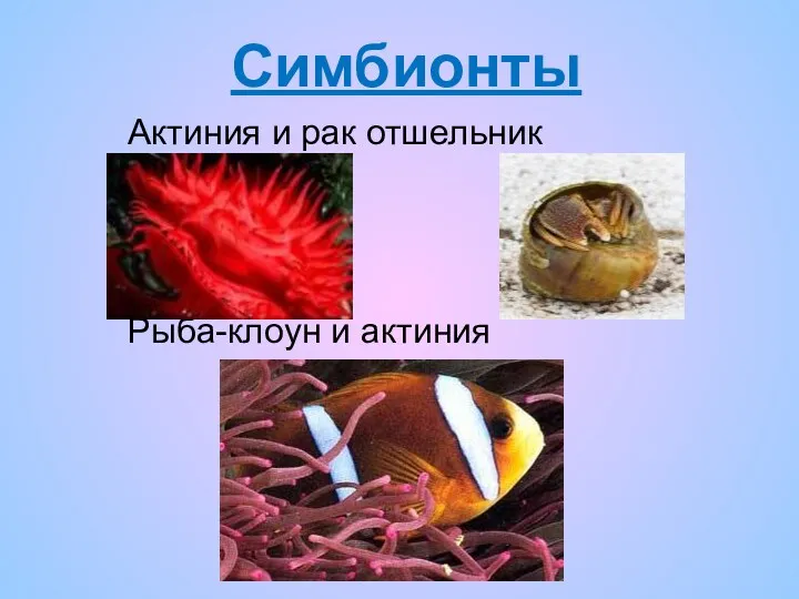Симбионты Актиния и рак отшельник Рыба-клоун и актиния