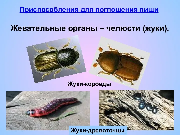 Жуки-короеды Жуки-древоточцы Приспособления для поглощения пищи Жевательные органы – челюсти (жуки).