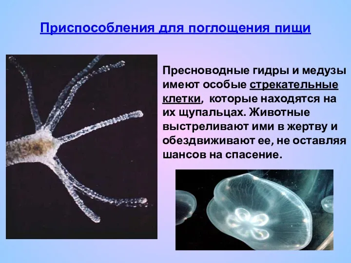 Пресноводные гидры и медузы имеют особые стрекательные клетки, которые находятся